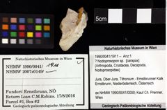 Foto (Objket + Etiketten) von Galatheoidea indet. 